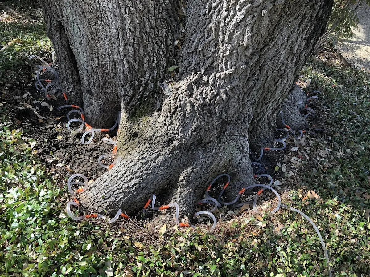 Detailed Tree Cabling and Bracing job site in Lykens