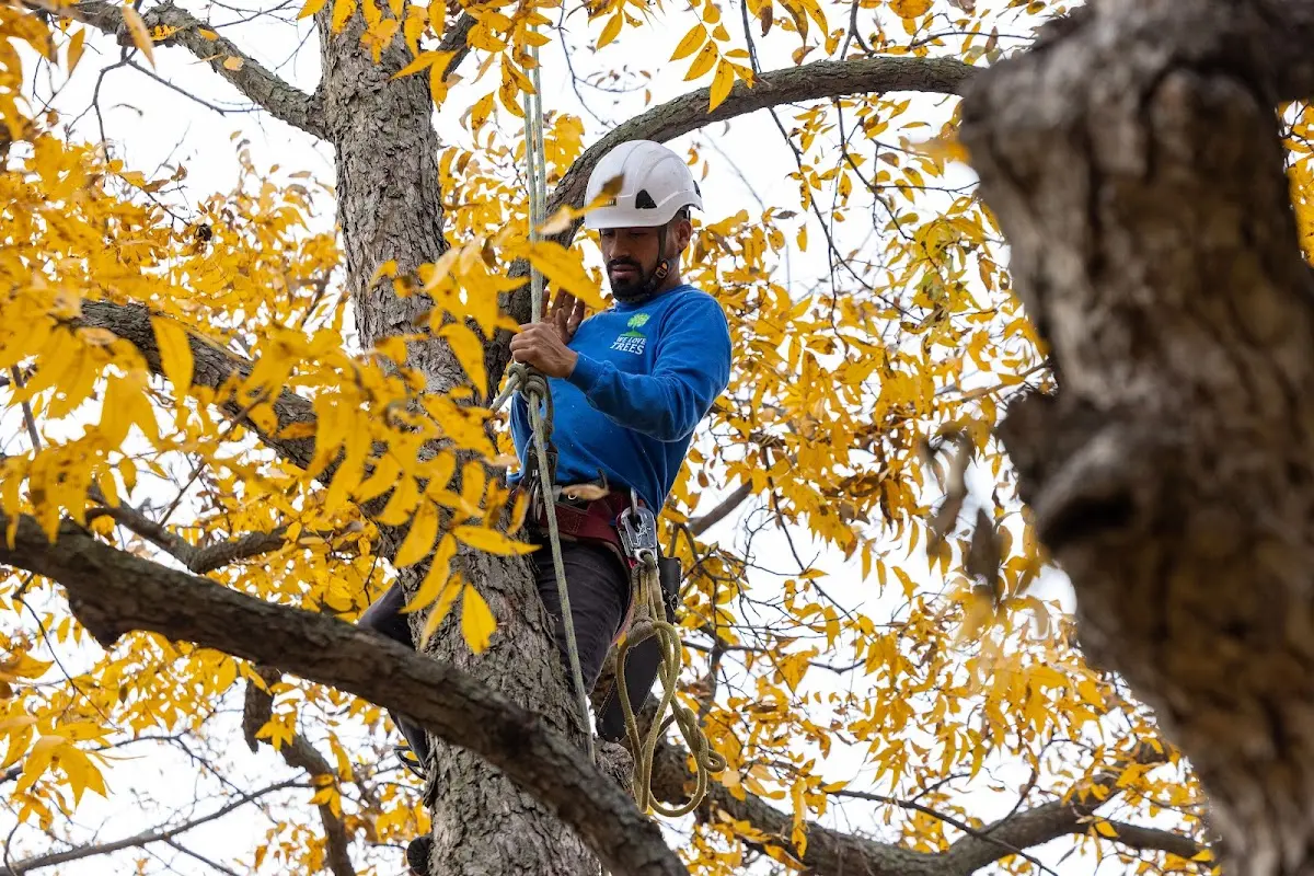 Skilled Tree Transplanting crew working in Lykens