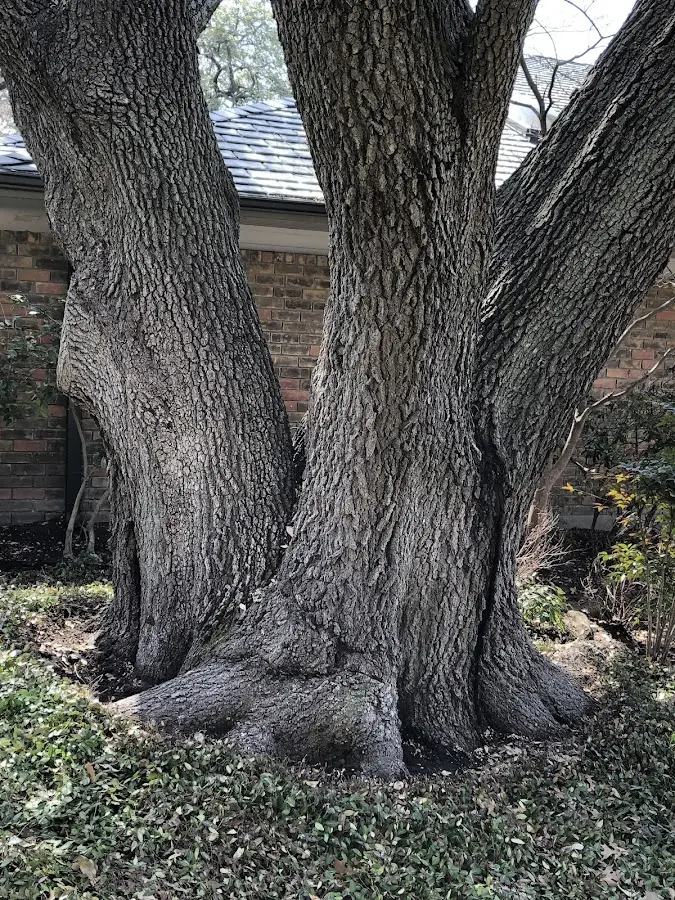 Mature heritage tree close to a Lykens property cared for by certified arborists